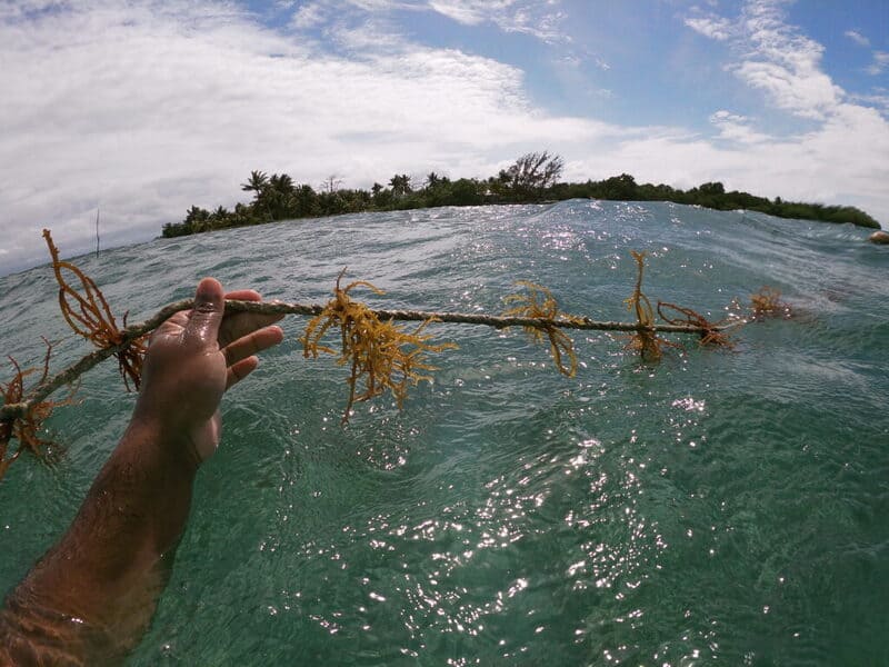 Monitoring Seaweed line Sustainable seaweed farming challenges and opportunities in the caribbean article by lucas mira Itaca Solutions Innovation training & adaptation in coastal areas