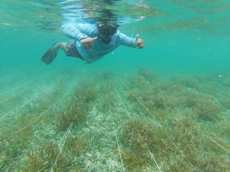 Seaweed farm Submerged system Sustainable seaweed farming challenges and opportunities in the caribbean article by lucas mira Itaca Solutions Innovation training & adaptation in coastal areas (1) (1)