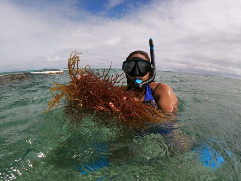 Sustainable seaweed farming challenges and opportunities in the caribbean article by lucas mira Itaca Solutions Innovation training & adaptation in coastal areas