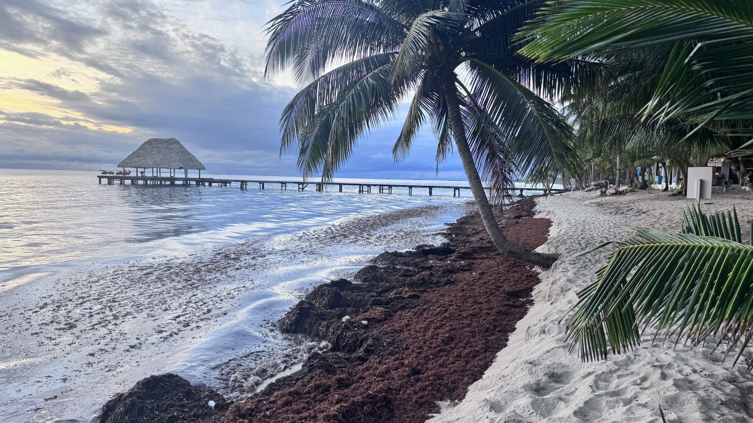 Learning Through Practice: Reflections from Two Interns in Climate Action